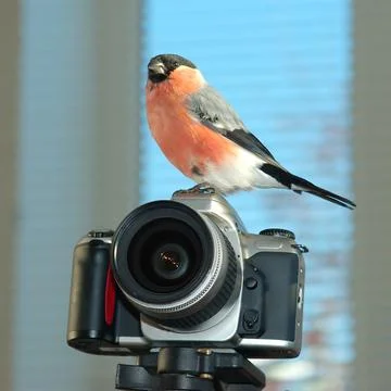 Photographer Stock Photos