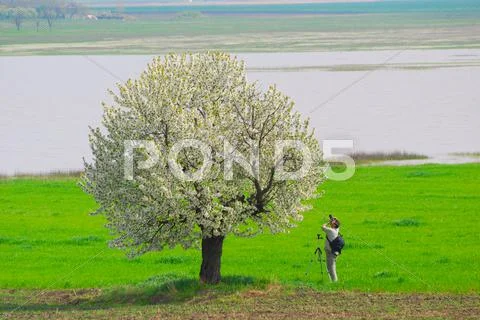 Photographer photographing spring tree.JPG Stock Photos