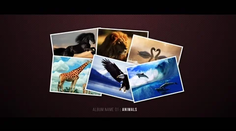 Photographer - Picture presentation 스톡 After Effects