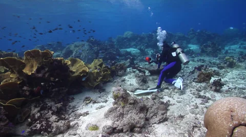 Photographer with strobe flash taking images on shallow coral reef with Cabbage Stock Footage 38267079
