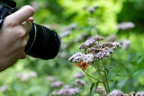 Photographer is taking a macro shot of a Butterfly on a flower Stock Photos