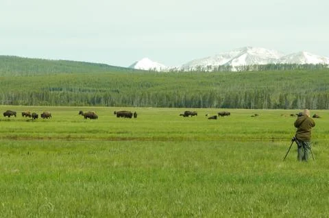 Photographer Taking Pictures of Bison in Yellow Stone National Park Stock Photos