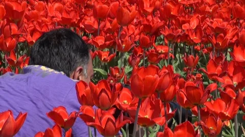 Photographer in tulip fields Stock Footage 7755473