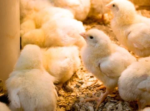 Photographing chicks in a box while they eat and drink Stock Photos