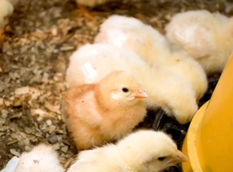 Photographing chicks in a box while they eat and drink Stock Photos