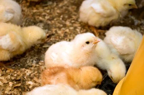 Photographing chicks in a box while they eat and drink Stock Photos