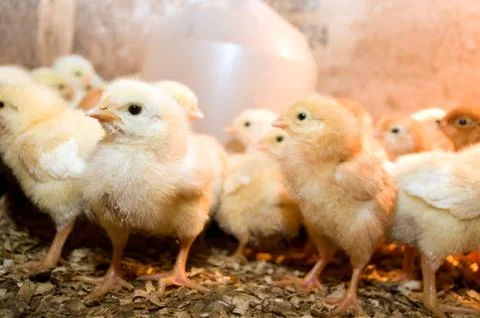 Photographing chicks in a box while they eat and drink Stock Photos