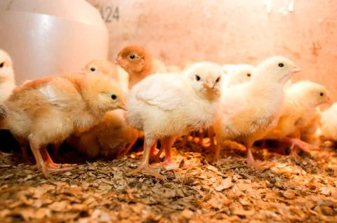 Photographing chicks in a box while they eat and drink Stock Photos