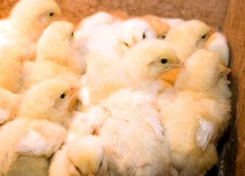 Photographing chicks in a box while they eat and drink Stock Photos