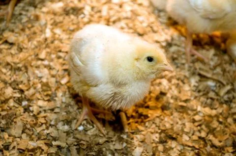 Photographing chicks in a box while they eat and drink Stock Photos