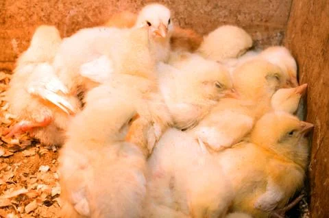 Photographing chicks in a box while they eat and drink Stock Photos