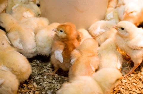 Photographing chicks in a box while they eat and drink Stock Photos