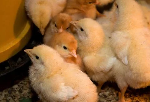 Photographing chicks in a box while they eat and drink Stock Photos