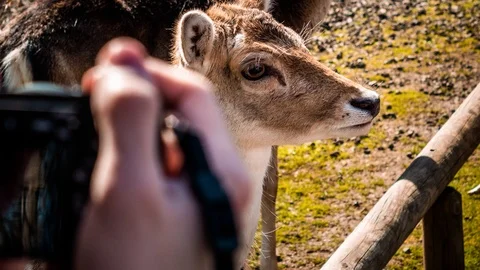 Photographing Cute Deer Stock Footage 106536374