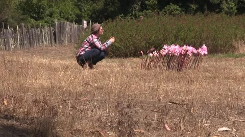 Photographing flowers Video stock 41760074