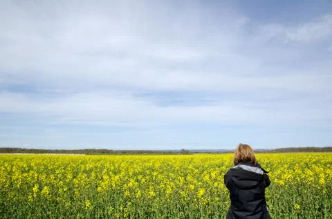 Photographing rape field Stock Photos