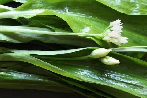 Photography of a bunch of broadleaf garlic pattern for food background Stock Photos