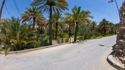 Photography of date tree palm garden in Nizwah, Oman during spring day Stock Photos