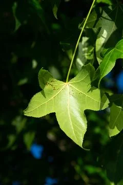 Photography of green leaf Stock Photos