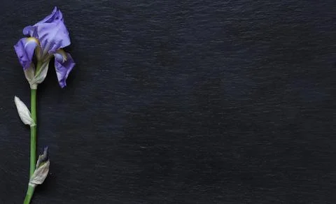 Photography of an iris stem on slate background for menus, announcements, l.. Stock Photos