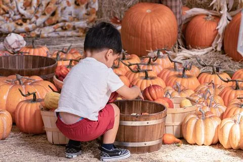 Photography of kid playing in pumpkin patch. Stock Photos