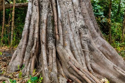 Photography of an old tree in the jungle Stock Photos