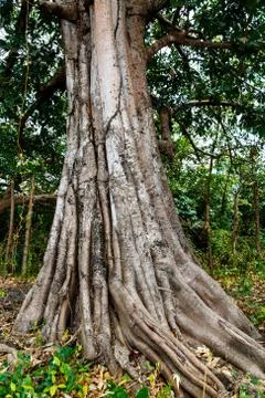 Photography of an old tree in the jungle Stock Photos