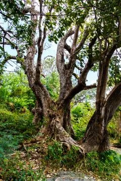 Photography of an old tree in the jungle Stock Photos