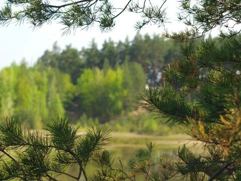 Photography in a pine forest. Pine branches. Foto stock