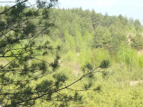 Photography in a pine forest. Pine branches. Stock Photos