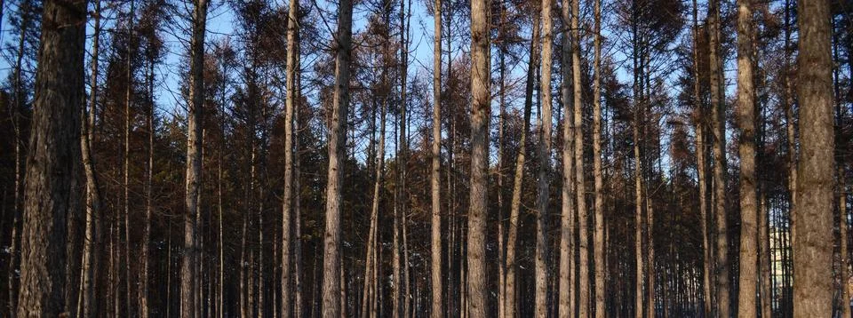 Photography of pine forest, tree trunks, natural background, environment an.. Stock Photos