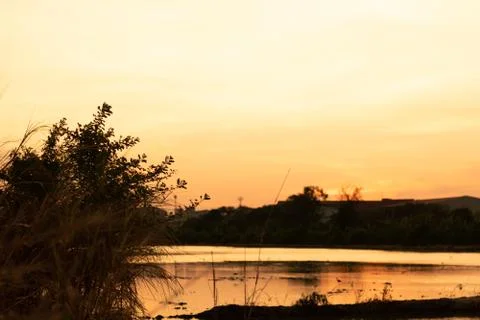 Photos of backlit views of rice fields after evening sunset Stock Photos
