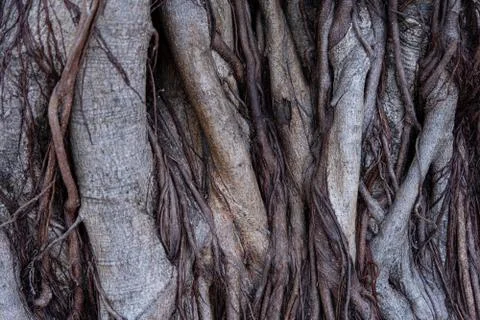 Photos of the surface of the trunk of a large tree with roots inserted Stock Photos