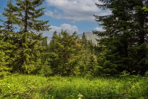 Photos of the typical alpine woods Stock Photos