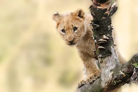 Photoshoot of a little lion. Lion cub. Beautiful funny lion Stock Photos