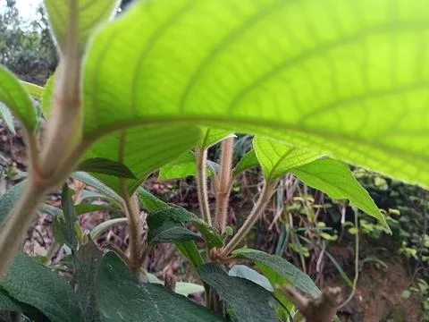Photosynthesis to create oxygen Foto stock