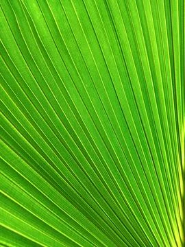 Photosynthesis to create oxygen Stock Photos