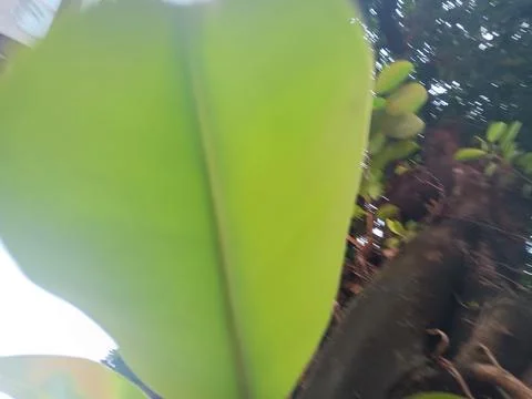 Photosynthesis to create oxygen Stock Photos