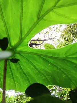 Photosynthesis to create oxygen Stock Photos