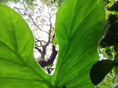 Photosynthesis to create oxygen Stock Photos