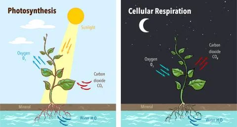 Photosynthesis Educational Posters Set. Stock Illustration