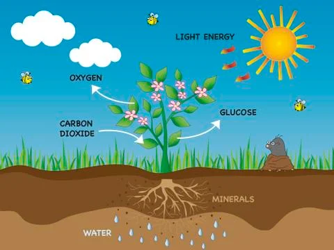 Photosynthesis Stock Illustration