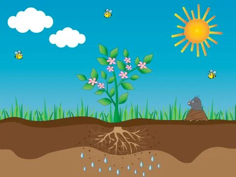 Photosynthesis Stock Illustration