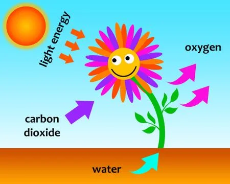 Photosynthesis Stock-Illustration