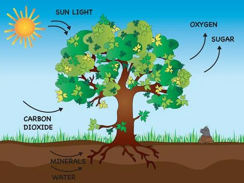 Photosynthesis Stock Illustration