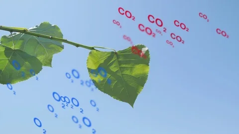Photosynthesis leaf converting carbon dioxide to oxygen Stock Footage 113734542