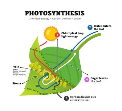 Photosynthesis leaf diagram process, light energy converts to chemical suga.. Stock Illustration