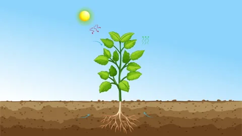 Photosynthesis Respiration Stock Footage ~ Royalty Free Stock Videos ...