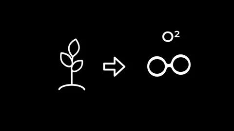 Photosynthesis Oxygen Production Cycle Stock Footage 334188972