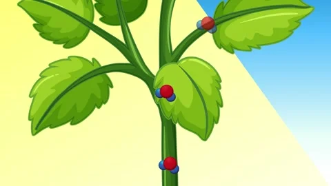 Photosynthesis: Plants Producing Water through Sunlight Stock Footage 252175935